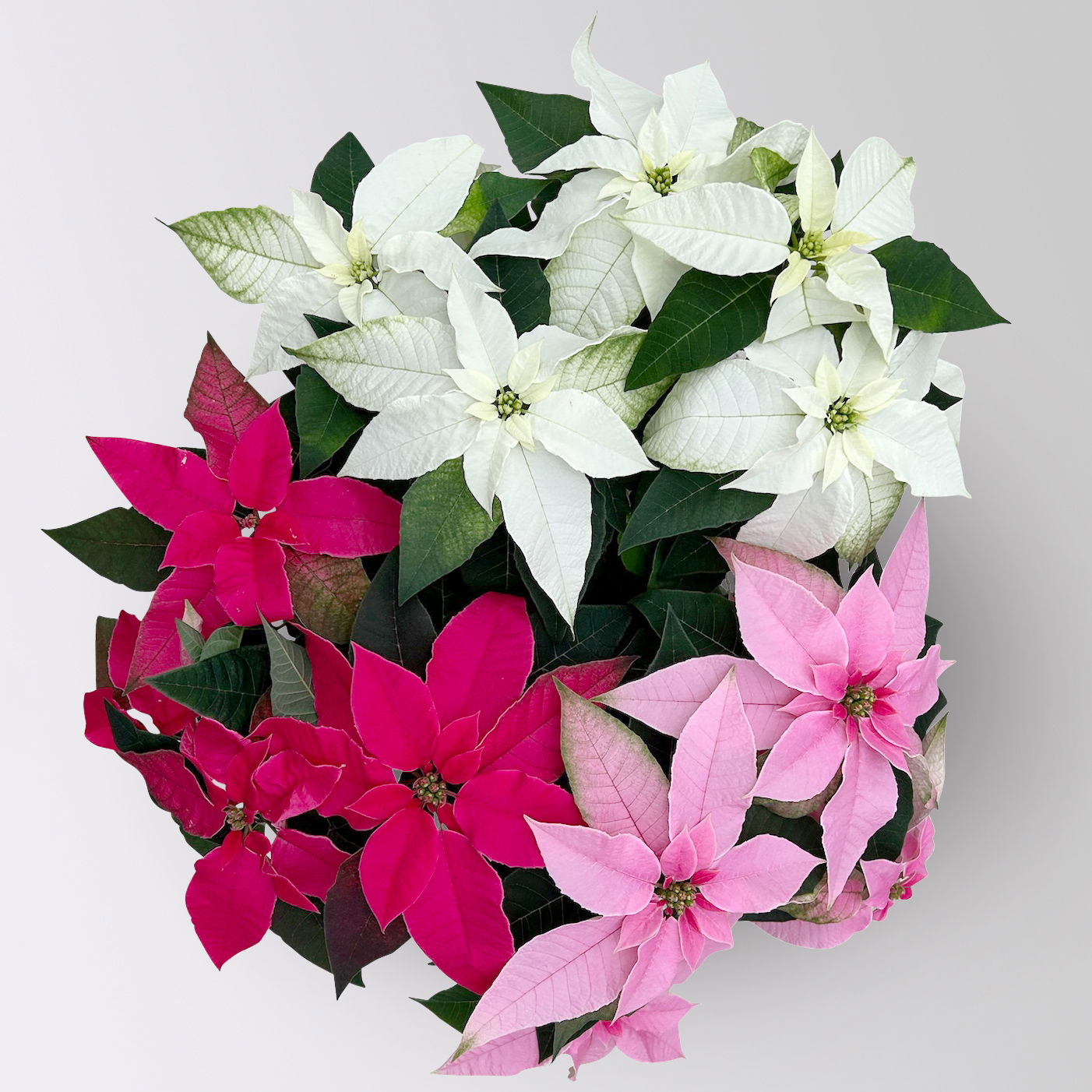 Bio Herbststern, Euphorbia 'Princettia'® Trio, rosa, pink & weiß, Topf-Ø 17 cm