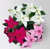 Bio Herbststern, Euphorbia 'Princettia'® Trio, rosa, pink & weiß, Topf-Ø 17 cm