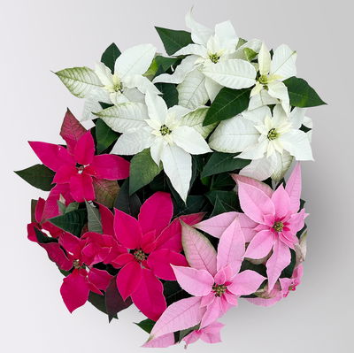 Bio Herbststern, Euphorbia 'Princettia'® Trio, rosa, pink & weiß, Topf-Ø 17 cm Bio Herbststern, Euphorbia 'Princettia'® Trio, rosa, pink & weiß, Topf-Ø 17 cm