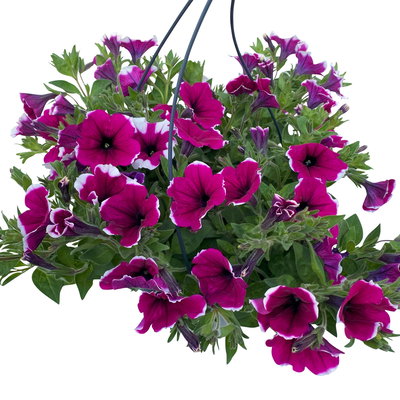 Petunie 'Cascadias™ Rim Cherry', magenta-weiß, hängend, Ampeltopf-Ø 27 cm