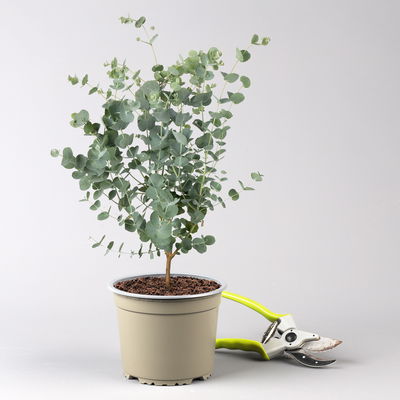 Eucalyptus gunnii 'Azura®', Topf-Ø 15 cm Eucalyptus gunnii 'Azura®', Topf-Ø 15 cm