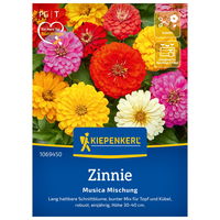 Blumensamen, Zinnia elegans 'Musica'