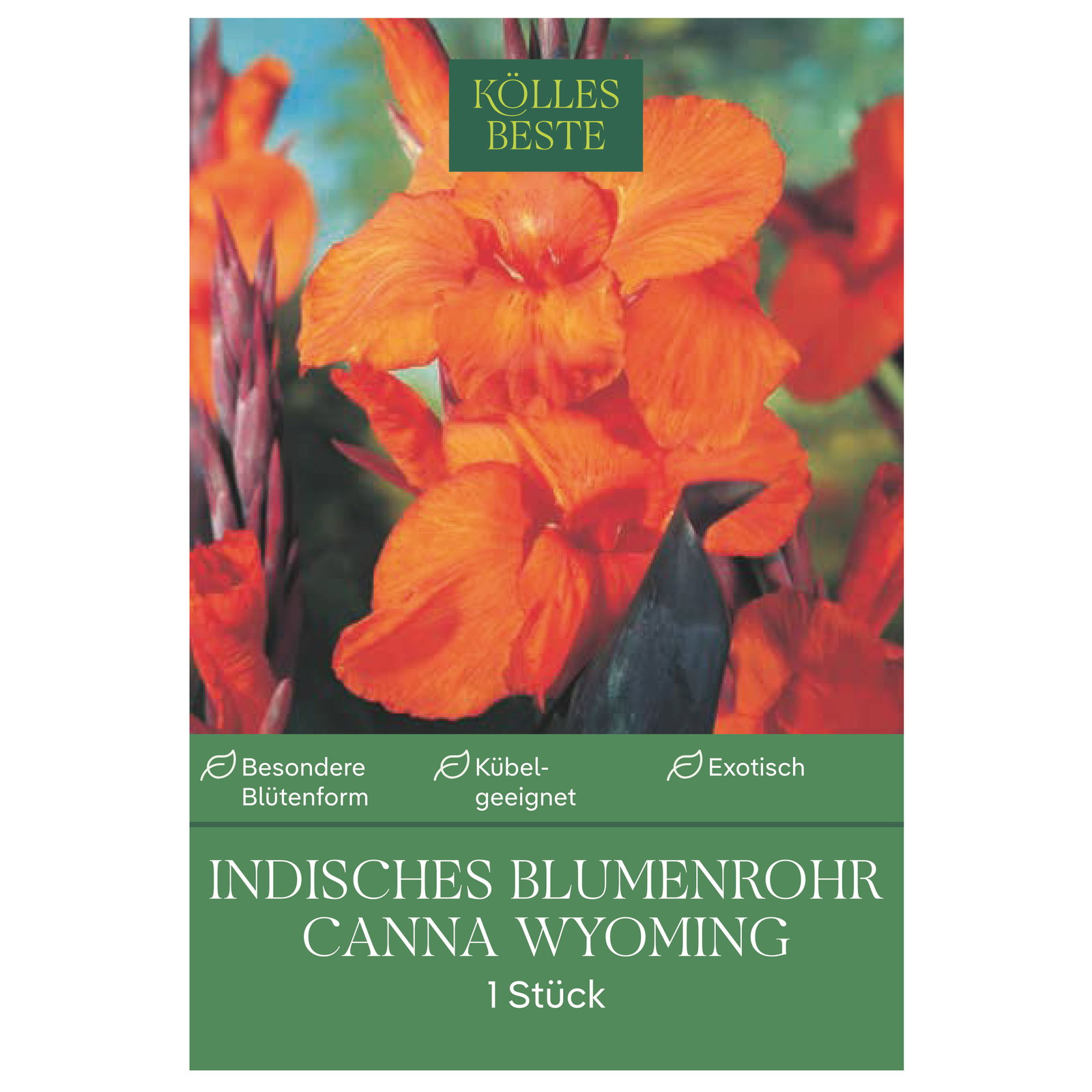 Kölles Beste Indisches Blumenrohr Wymoning (Canna) orange, 1 Blumenknolle