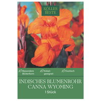 Kölles Beste Indisches Blumenrohr Wymoning (Canna) orange, 1 Blumenknolle