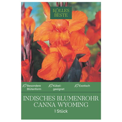Kölles Beste Indisches Blumenrohr Wymoning (Canna) orange, 1 Blumenknolle