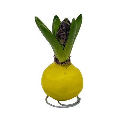 Hyazinthe in Wachs, Farben zufällig, Frühlingsfarben, 4 Stück Hyazinthe in Wachs, Farben zufällig, Frühlingsfarben, 4 Stück