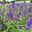 Sommerflieder, Buddleja davidii 'Empire Blue', blauviolett, Topf 5 lt.