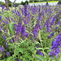 Sommerflieder, Buddleja davidii 'Empire Blue', blauviolett, Topf 5 lt.