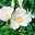 Strandrose (Rosa rugosa) weiß, 3er-Set, Höhe 40-60 cm, Topf 4,6 l