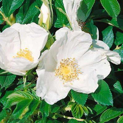 Strandrose, Rosa rugosa, weiß, Höhe 40-60 cm, Topf 4,6 l, 3 Pflanzen