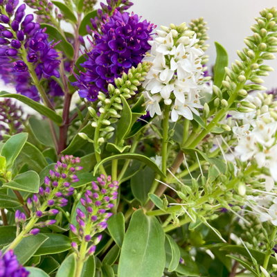 Hebe 'All Blooms® Twin', blau und weiß, Topf-Ø 12 cm, 3 Pflanzen