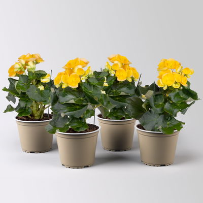 Elatior-Begonie, gelb, Topf-Ø 14 cm, Höhe ca. 20-27 cm, 4 Pflanzen Elatior-Begonie, gelb, Topf-Ø 14 cm, Höhe ca. 20-27 cm, 4 Pflanzen