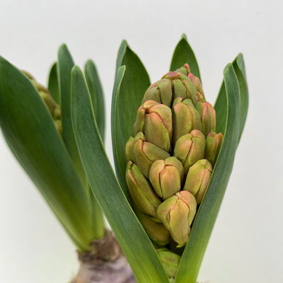 Hyazinthe orange, vorgetrieben, Topf-Ø 12 cm, 6 Pflanzen