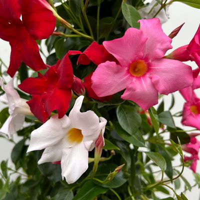 Dipladenie 'Trio', bunt, Pyramide, Topf-Ø 23 cm, Höhe ca. 110 cm