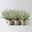 Calluna Fluffy®, silberlaubig, Topf-Ø 11 cm, 6 Pflanzen