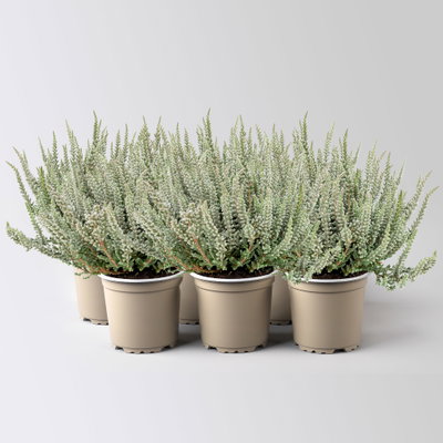 Calluna Fluffy®, silberlaubig, Topf-Ø 11 cm, 6 Pflanzen Calluna Fluffy®, silberlaubig, Topf-Ø 11 cm, 6 Pflanzen