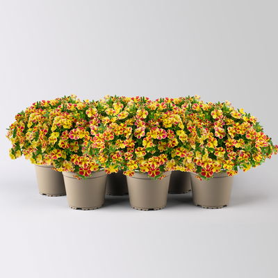 Zauberglöckchen 'Lemon Cherry' rot- gelb, Topf-Ø 13 cm, 6 Pflanzen