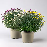 Chrysanthemen 'Trio', gelb/lila/weiß, Topf-Ø 19 cm, 2er-Set