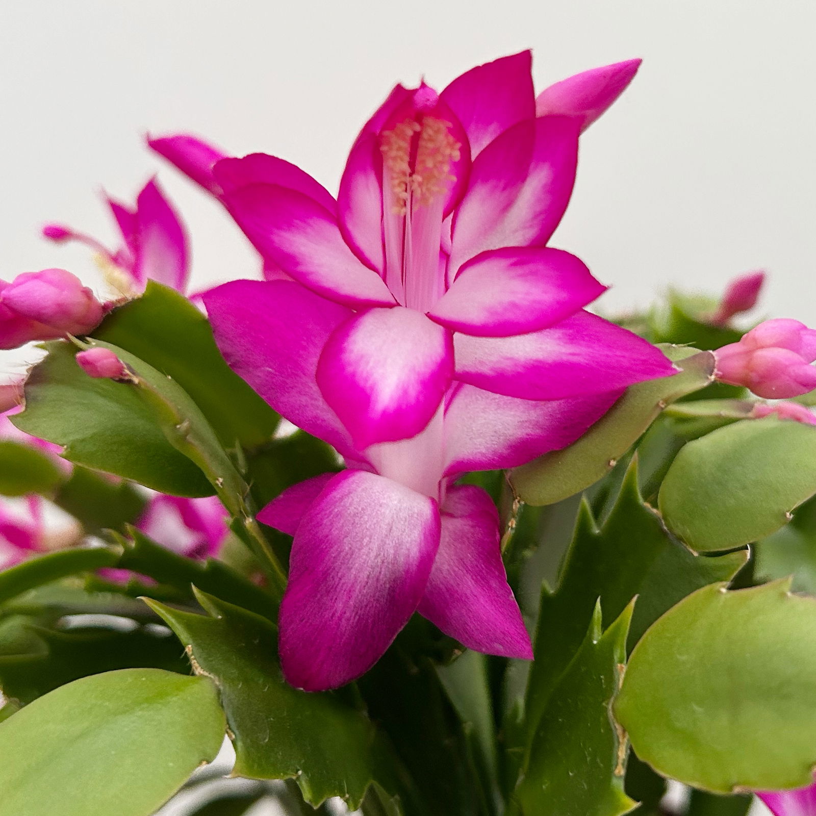 Weihnachtskaktus, lila, mit Übertopf Dallas anthrazit, Topf-Ø 12 cm, 2 Pflanzen