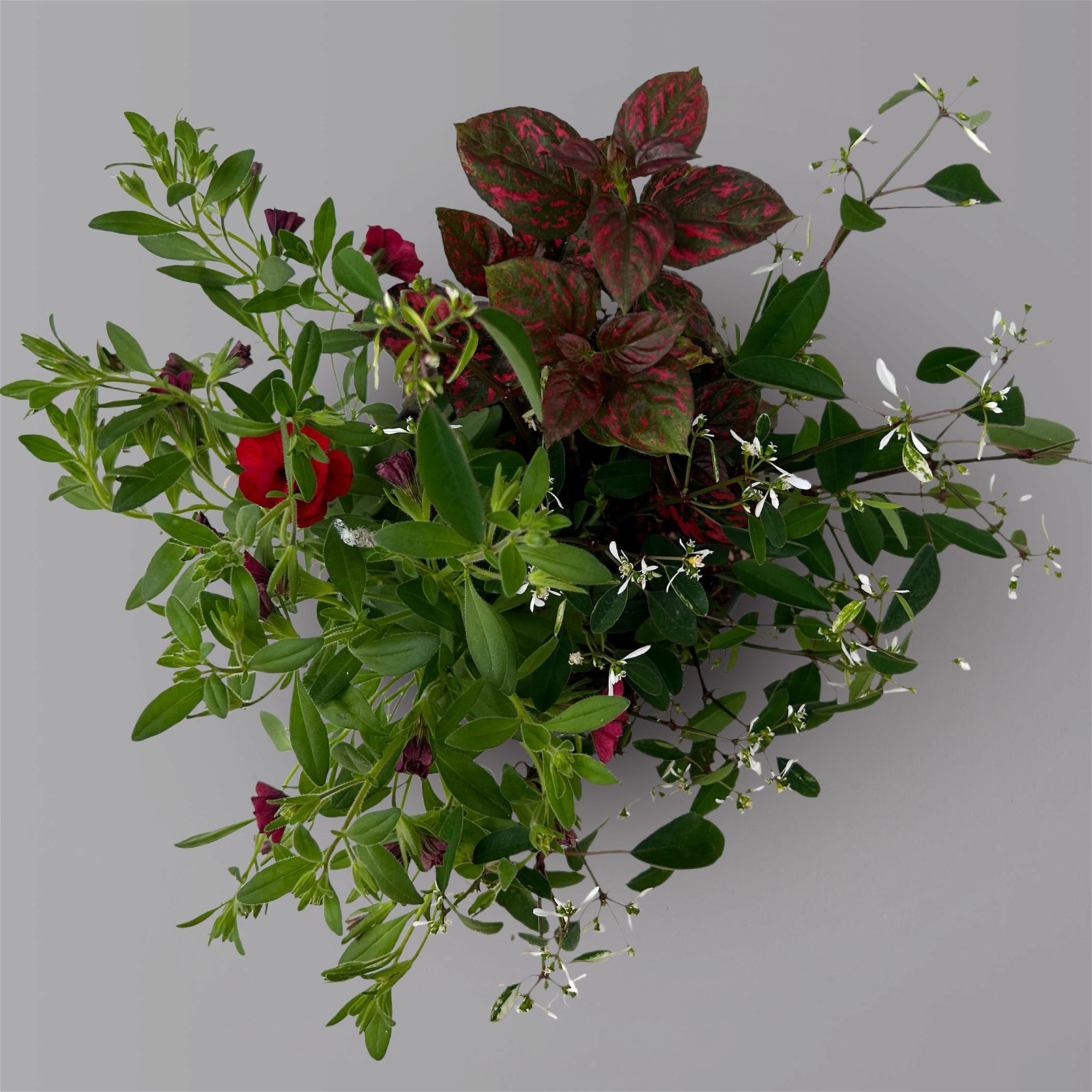 Balkonpflanzen-Trio rot-weiß, Topf-Ø 12/13 cm, 3er-Set