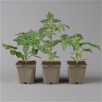 Snack-Tomatenpflanzen 'Plumbrella® F1' in gelb, orange und rot, inkl. Greenbar®