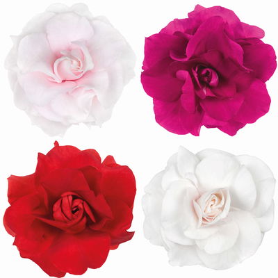 Fleißiges Lieschen, Farbe zufällig, gefüllt, Topf -Ø 12 cm, 6 Pflanzen