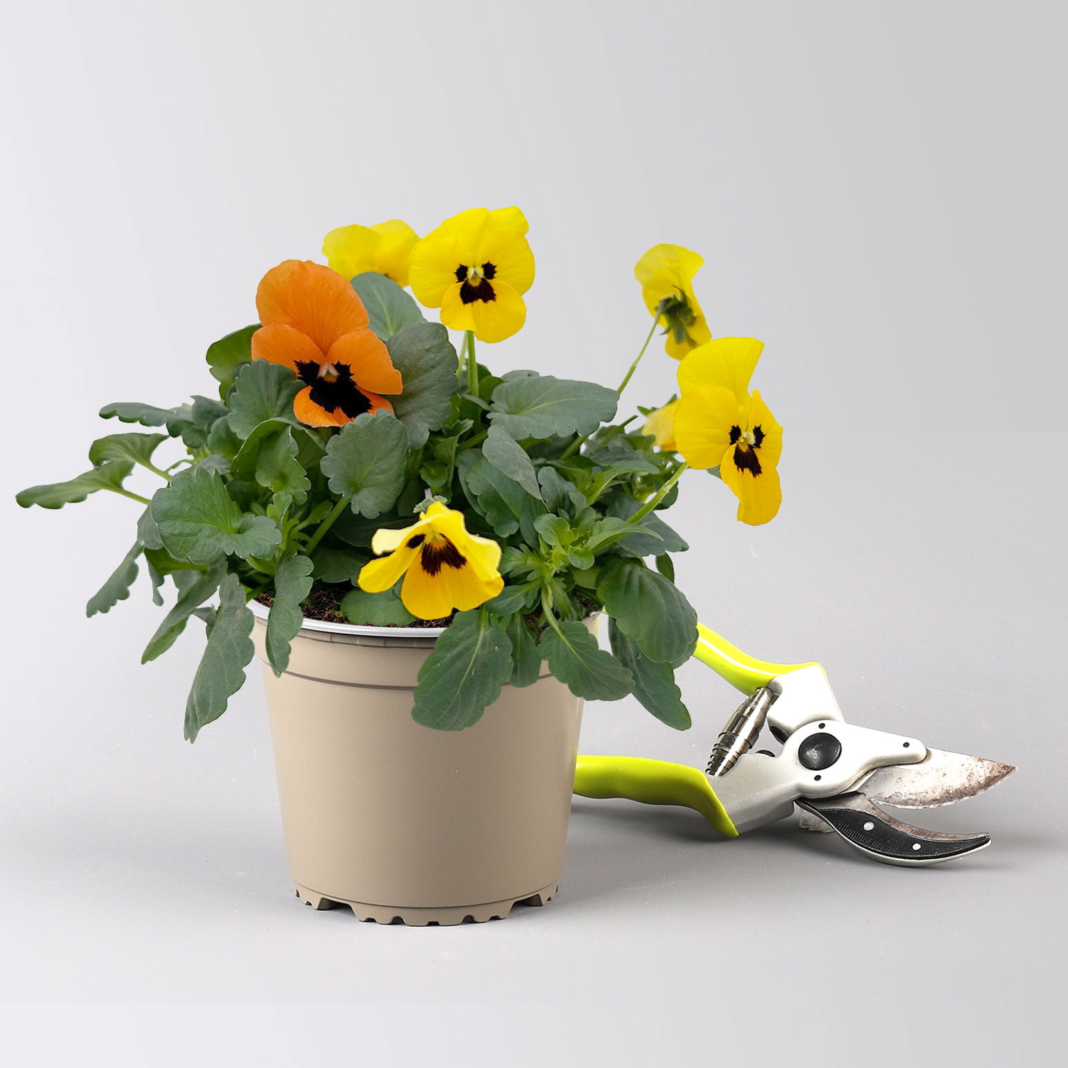 Frühlingmix, bunt, Topf-Ø 13 cm, 6 Pflanzen