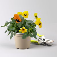 Frühlingmix, bunt, Topf-Ø 13 cm, 6 Pflanzen