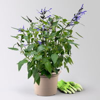 Pfirsichsalbei, blau, Topf-Ø 21 cm, Höhe ca. 40 cm