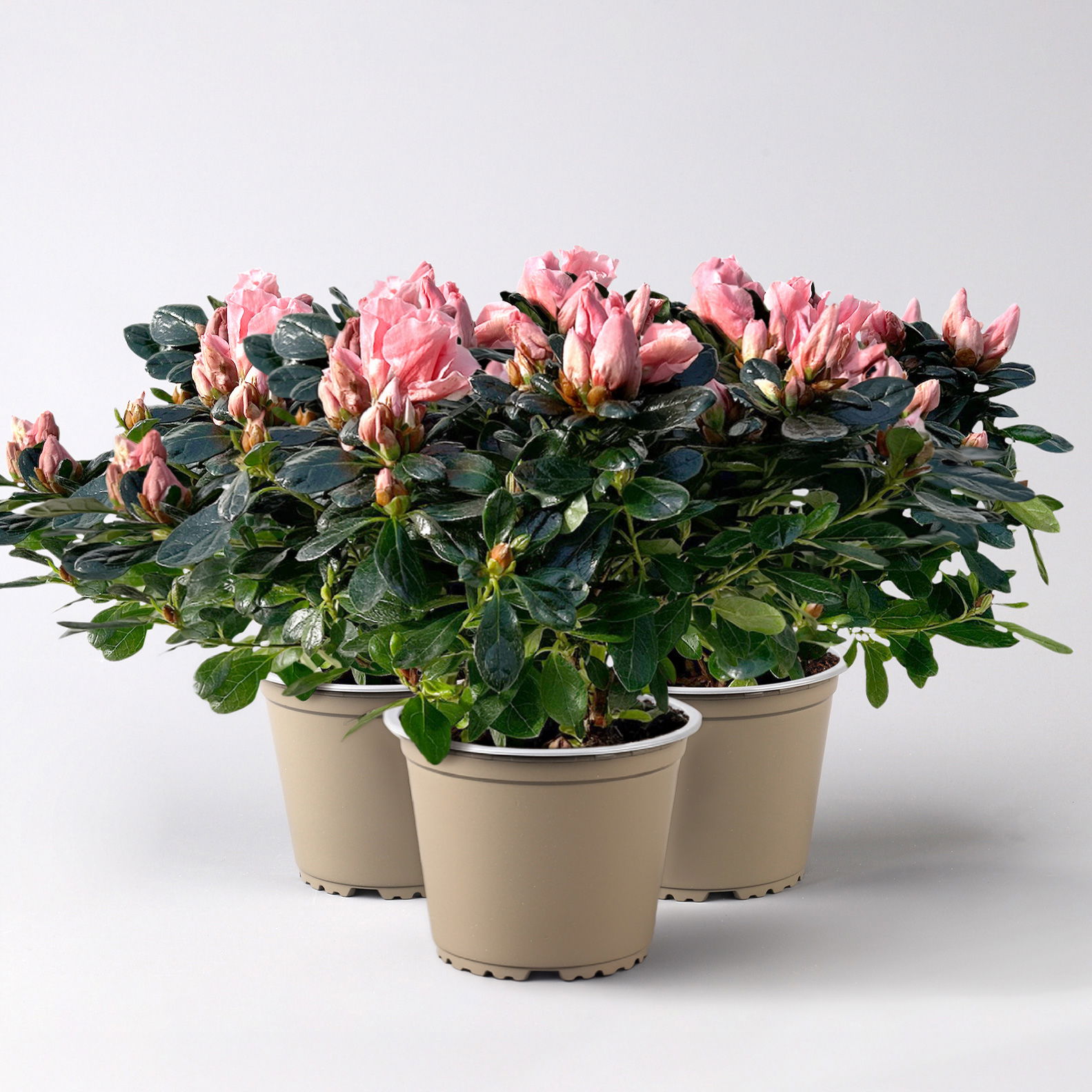 Azalee Hortinno® 'Christine Matton', rosa, gefüllt, Topf-Ø 13 cm, 3 Pflanzen