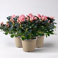 Azalee Hortinno® 'Christine Matton', rosa, gefüllt, Topf-Ø 13 cm, 3 Pflanzen