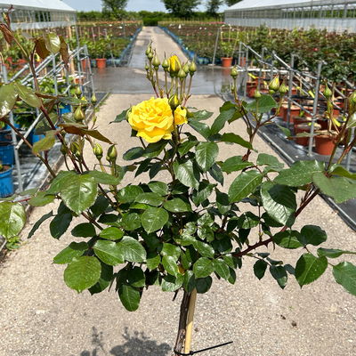 Stammrose 'Westart®', Beetrose, Stammhöhe 60cm im 7,5 Liter Topf