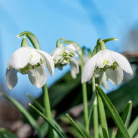 Schneeglöckchen, weiß, gefüllte Blüte, vorgetrieben, Topf-Ø 8 cm, 6 Pflanzen