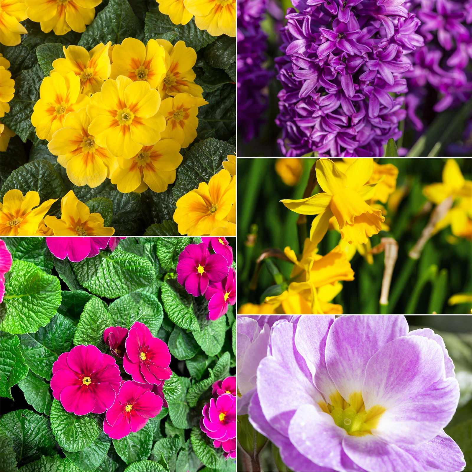 Pflanzenkreation Frühlingsduft, 8 Pflanzen inkl. Erde Pflanzenkreation Frühlingsduft, 8 Pflanzen inkl. Erde