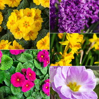 Pflanzenkreation Frühlingsduft, 8 Pflanzen inkl. Erde Pflanzenkreation Frühlingsduft, 8 Pflanzen inkl. Erde