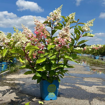 Rispenhortensie 'Pinky Winky'® DVP PinkyⓈ, Höhe ca. 30-40 cm, Topf 5 Liter Rispenhortensie 'Pinky Winky'® DVP PinkyⓈ, Höhe ca. 30-40 cm, Topf 5 Liter