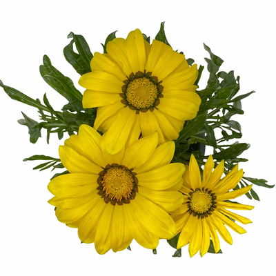 Mittagsgold Farbe zufällig, Topf-Ø 12 cm, 6er-Set Mittagsgold Farbe zufällig, Topf-Ø 12 cm, 6er-Set