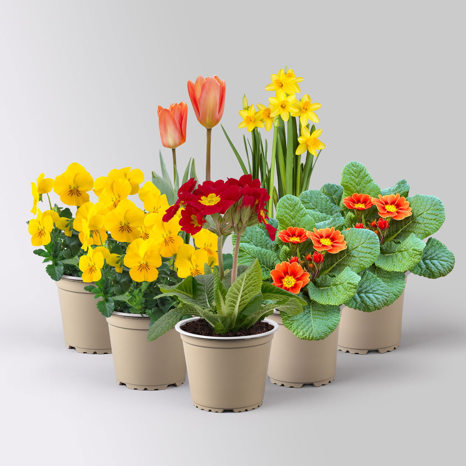 Pflanzenkreation Frühlingskick, 7 Pflanzen