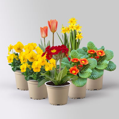 Pflanzenkreation Frühlingskick, 7 Pflanzen