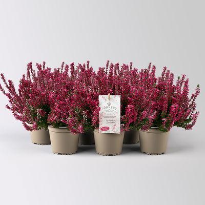 Calluna 'Garden Girls® Lönneby', rot, Topf-Ø 13 cm, 6 Pflanzen Calluna 'Garden Girls® Lönneby', rot, Topf-Ø 13 cm, 6 Pflanzen
