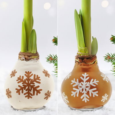 Amaryllis in Wachs, Dekor 'Snow Flakes', handbemalt, Blüte rot Amaryllis in Wachs, Dekor 'Snow Flakes', handbemalt, Blüte rot