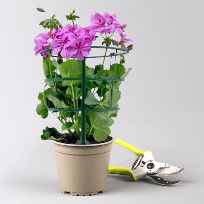 Geranie 'Royal Blue 25' lila-pink, hängend, Topf-Ø 13 cm, 6er-Set Geranie 'Royal Blue 25' lila-pink, hängend, Topf-Ø 13 cm, 6er-Set