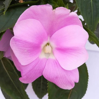 Edellieschen, flieder, Topf -Ø 13 cm, 6 Pflanzen