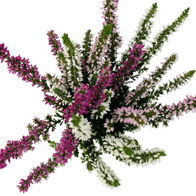 Knospenheide 'Trio' mehrfarbig, Farben zufällig, Topf-Ø 6 cm, 12 Pflanzen Knospenheide 'Trio' mehrfarbig, Farben zufällig, Topf-Ø 6 cm, 12 Pflanzen