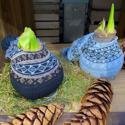 Amaryllis in Wachs XL, Dekor 'Mütze Skandinavien', Farbe zufällig, Blüte rot