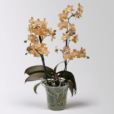Duft Phalenopsis 'Fresh', lachs, Topf-Ø 12 cm, im Übertopf mit Grußkarte