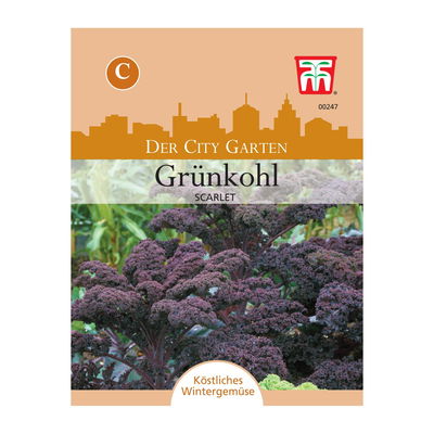 Grünkohl Scarlet / „C“- Samen Grünkohl Scarlet / „C“- Samen