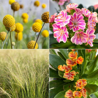 Pflanzenkreation Trockenzauberer, klein, 4 Pflanzen inkl. Erde und Dünger Pflanzenkreation Trockenzauberer, klein, 4 Pflanzen inkl. Erde und Dünger