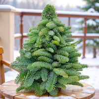 gebundener Baum aus echter Nobilistanne, Höhe ca. 40 cm