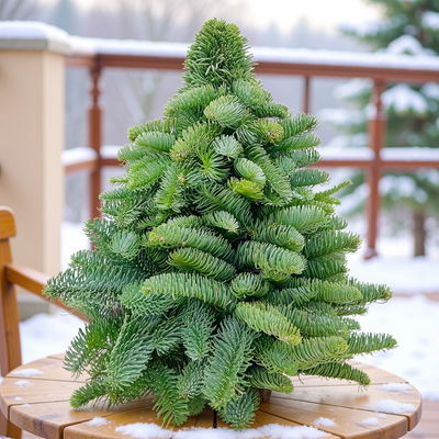 gebundener Baum aus echter Nobilistanne, Höhe ca. 40 cm
